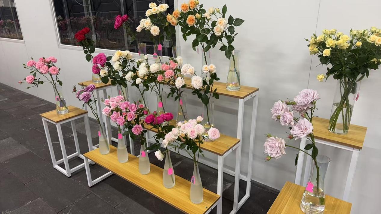 云南省自主育种新篇章中国风月季绘就花卉美学新画卷(图2)