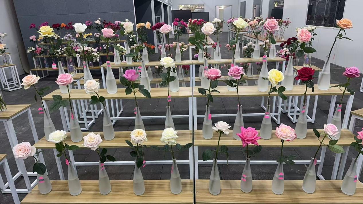 云南省自主育种新篇章中国风月季绘就花卉美学新画卷(图3)