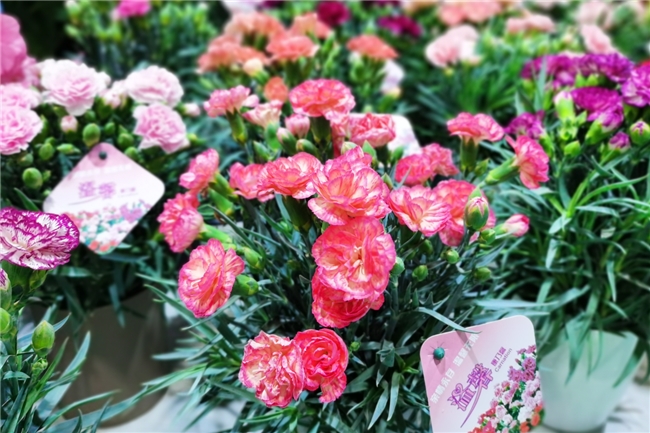 从花城到世界5月广州2026亚洲花卉产业博览会将开启全球花卉贸易新篇章(图3)