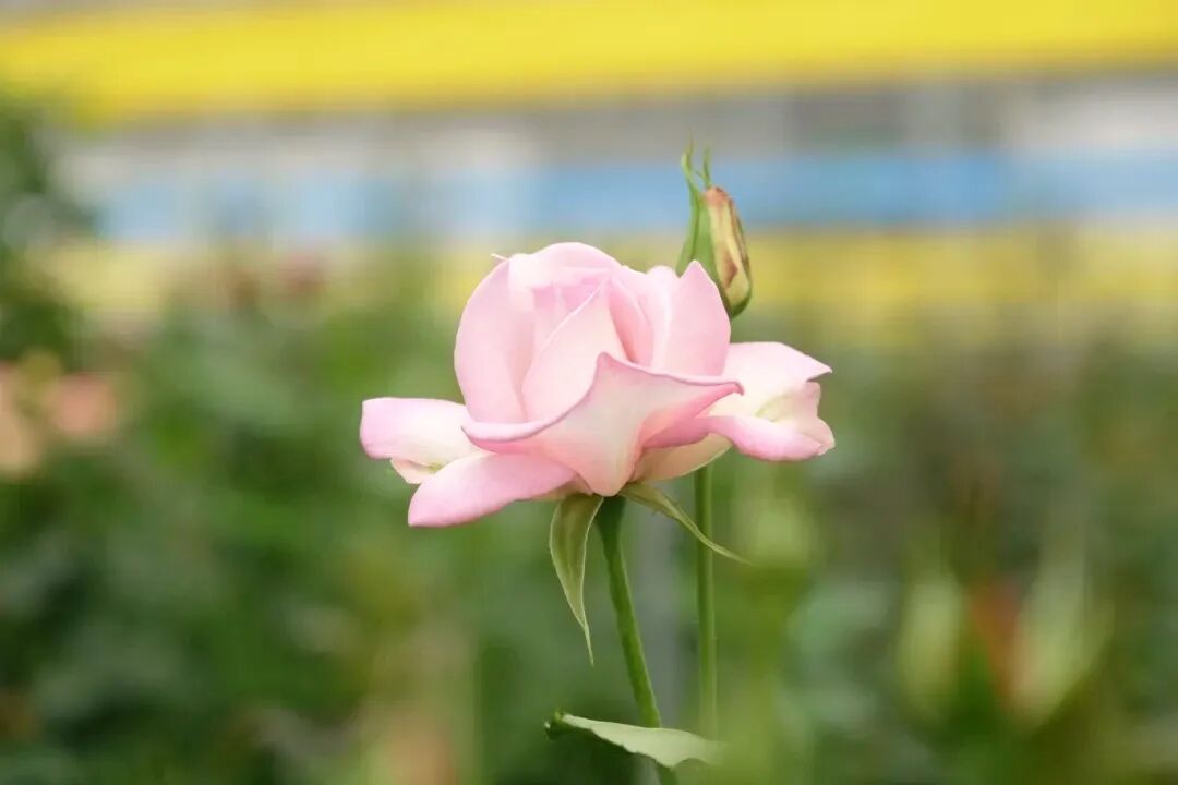 “宝华月季”拟于8月亲民上市(图1)