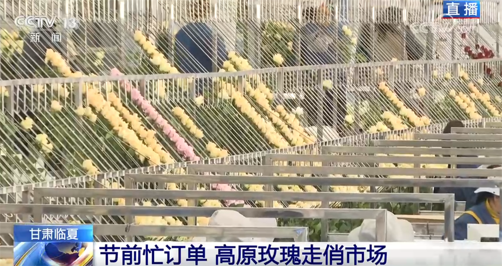 高原玫瑰走俏市场以“智”赋能、向“新”而行绘就鲜切花产业发展新图景(图1)