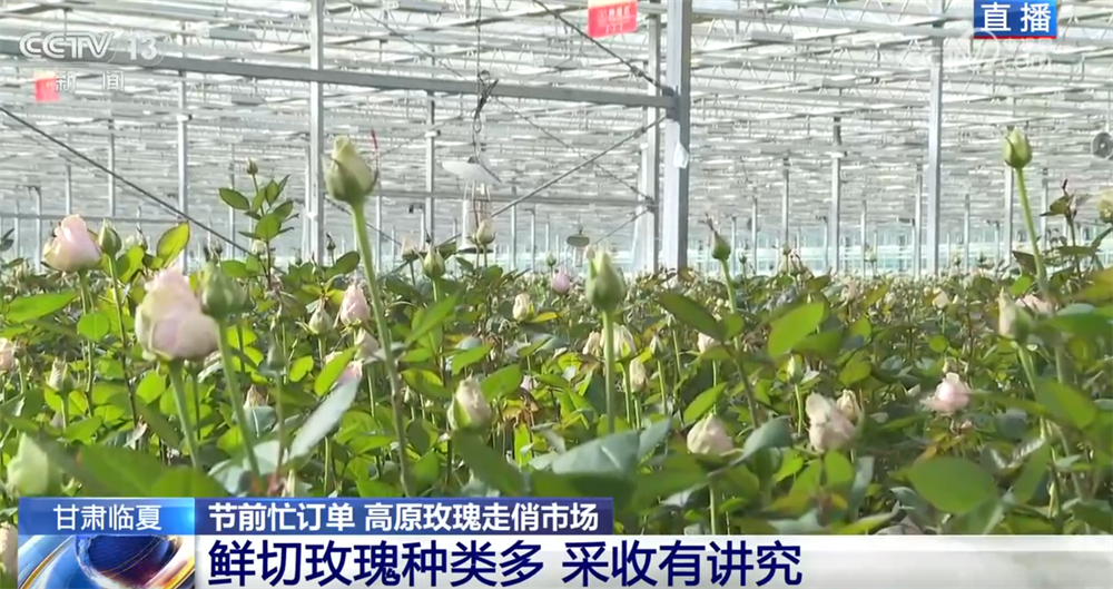 高原玫瑰走俏市场以“智”赋能、向“新”而行绘就鲜切花产业发展新图景(图4)