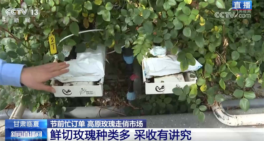 高原玫瑰走俏市场以“智”赋能、向“新”而行绘就鲜切花产业发展新图景(图5)