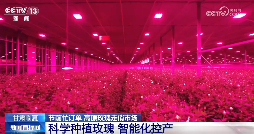 高原玫瑰走俏市场以“智”赋能、向“新”而行绘就鲜切花产业发展新图景(图6)