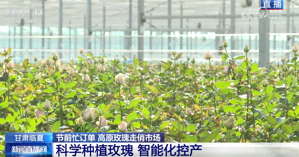 高原玫瑰走俏市场以“智”赋能、向“新”而行绘就鲜切花产业发展新图景(图7)