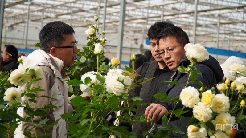 破局“芯”生“中国风”月季赋能中国花卉产业新发展(图1)
