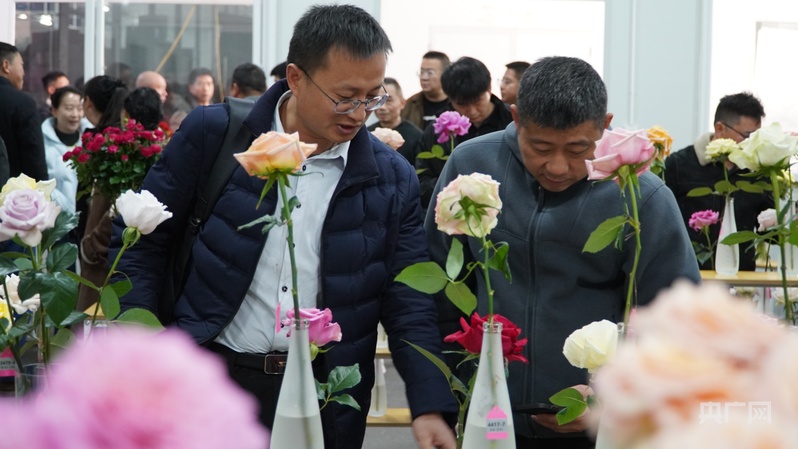 破局“芯”生“中国风”月季赋能中国花卉产业新发展(图4)