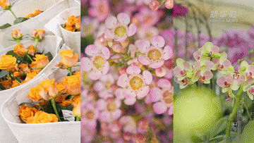 年经济新热度丨年宵花“上新”：花漾年味的“新热潮”(图1)