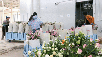 年经济新热度丨年宵花“上新”：花漾年味的“新热潮”(图2)