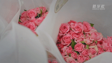 年经济新热度丨年宵花“上新”：花漾年味的“新热潮”(图4)