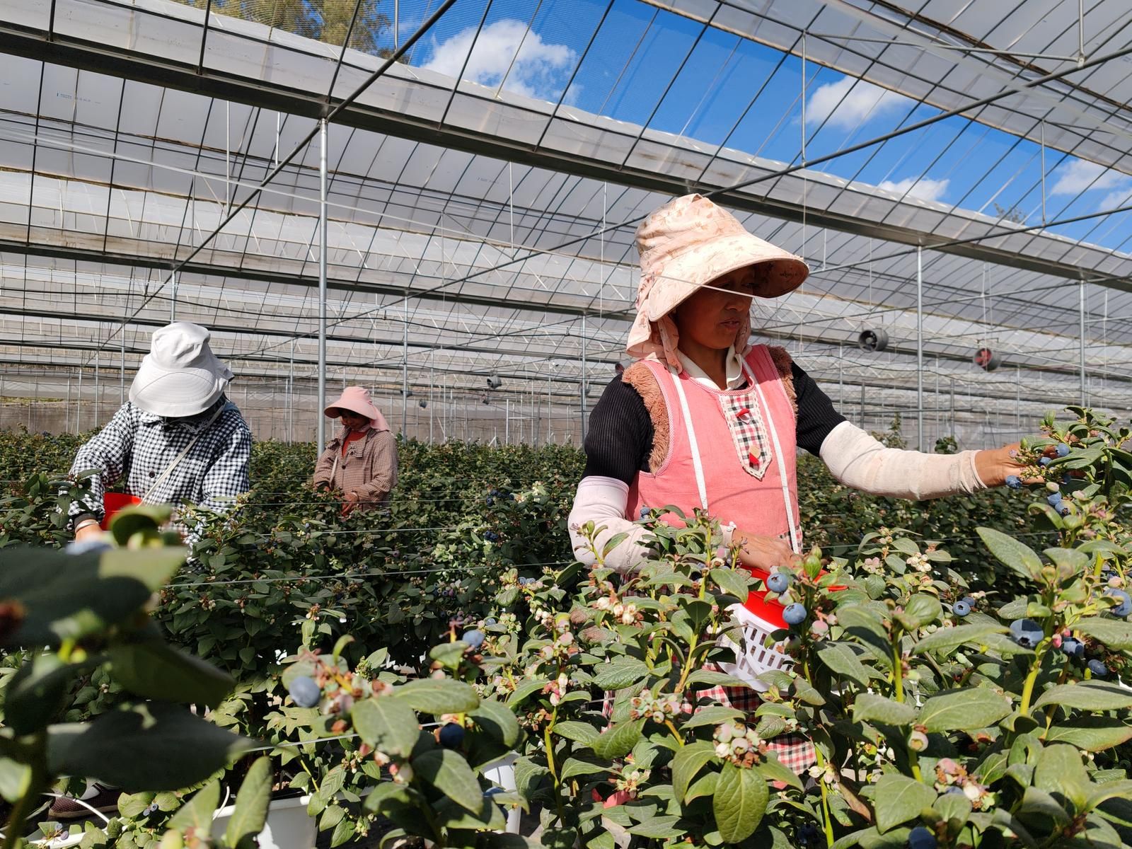 大庄镇:特色产业绽芳华乡村振兴谱新篇(图2)