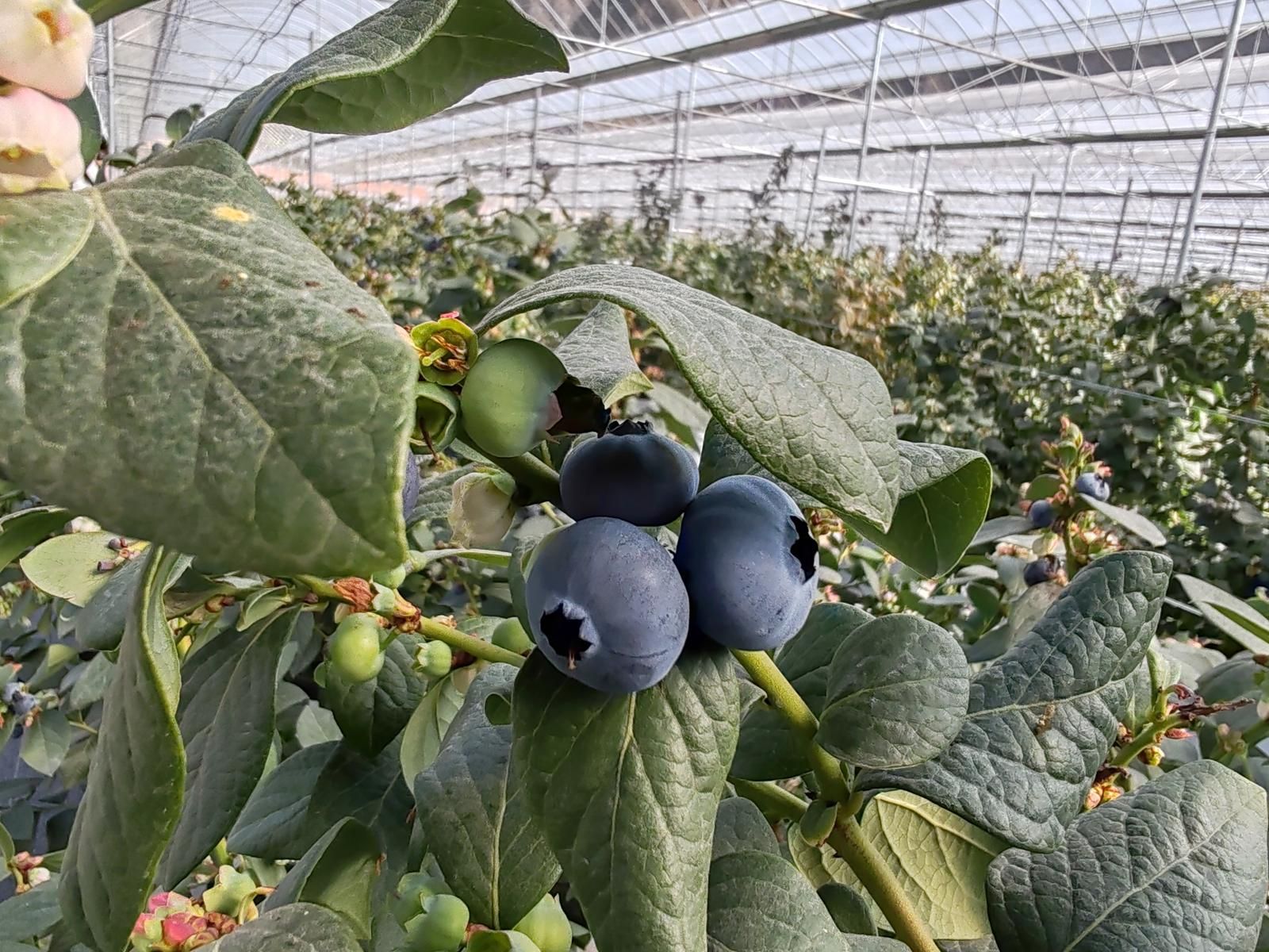 大庄镇:特色产业绽芳华乡村振兴谱新篇(图4)