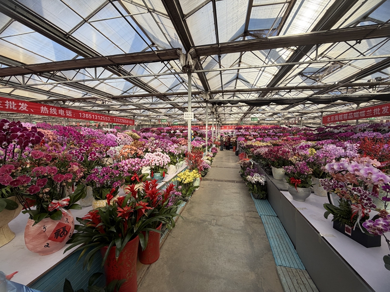 百万株花卉绽放迎春(图1)