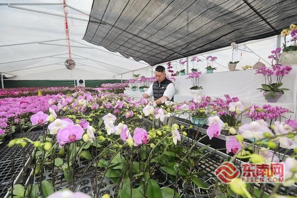 优服务驱动项目提速连城蝴蝶兰俏销年宵花市(图2)