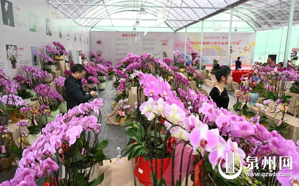 产业创新“花漾泉城”年宵花市场供需两旺(图1)