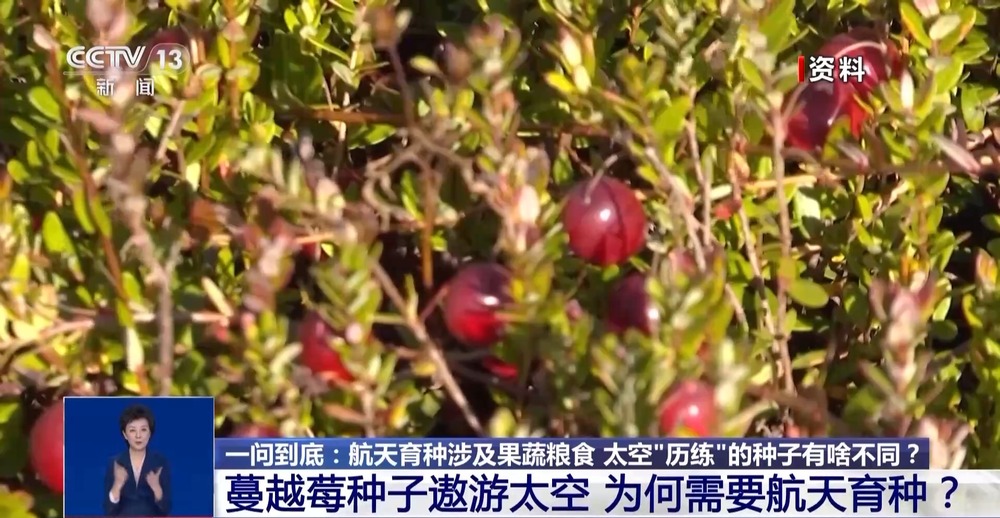 一问到底丨蔓越莓种子遨游太空为何要航天育种？(图1)