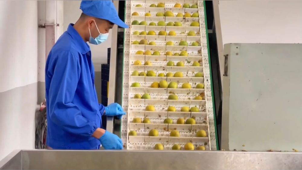 新华视点丨西部特色产业：串起经济“珍珠链”点亮振兴“满天星”(图1)