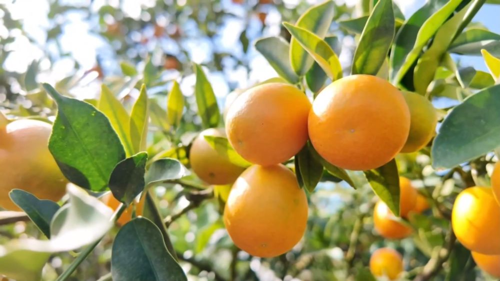 新华视点丨西部特色产业：串起经济“珍珠链”点亮振兴“满天星”(图2)