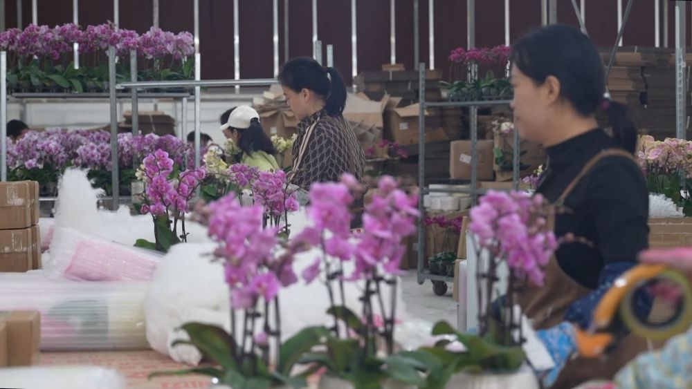 新华视点丨西部特色产业：串起经济“珍珠链”点亮振兴“满天星”(图5)