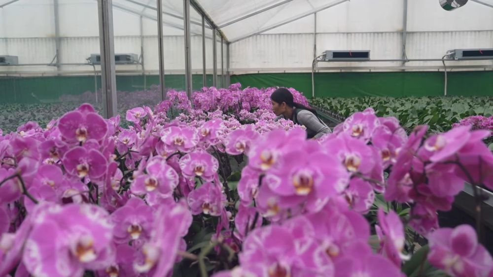 新华视点丨西部特色产业：串起经济“珍珠链”点亮振兴“满天星”(图4)