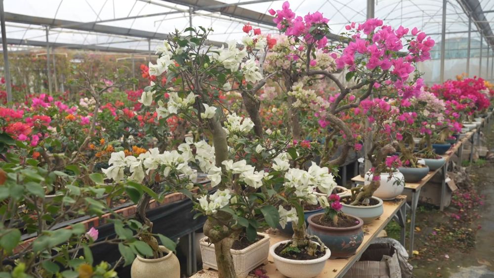 新华视点丨西部特色产业：串起经济“珍珠链”点亮振兴“满天星”(图9)