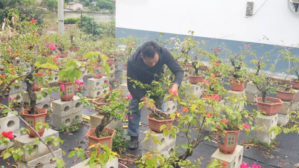 新华视点丨西部特色产业：串起经济“珍珠链”点亮振兴“满天星”(图10)