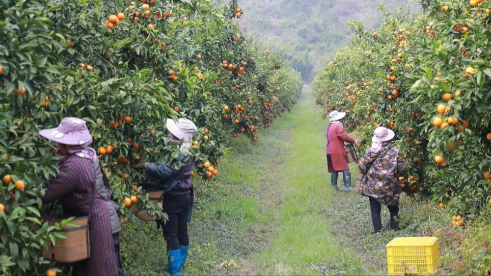 新华视点丨西部特色产业：串起经济“珍珠链”点亮振兴“满天星”(图11)