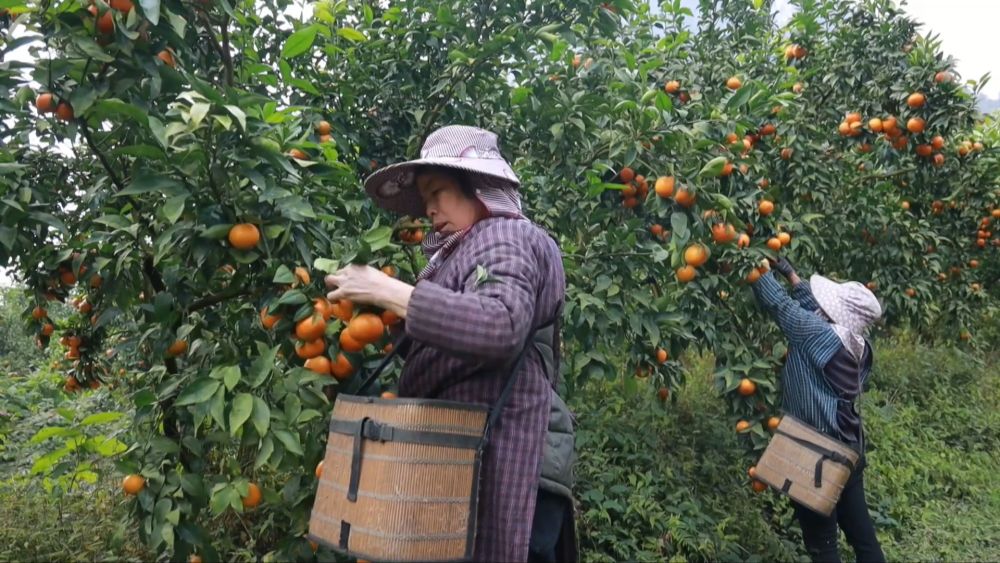 新华视点丨西部特色产业：串起经济“珍珠链”点亮振兴“满天星”(图13)