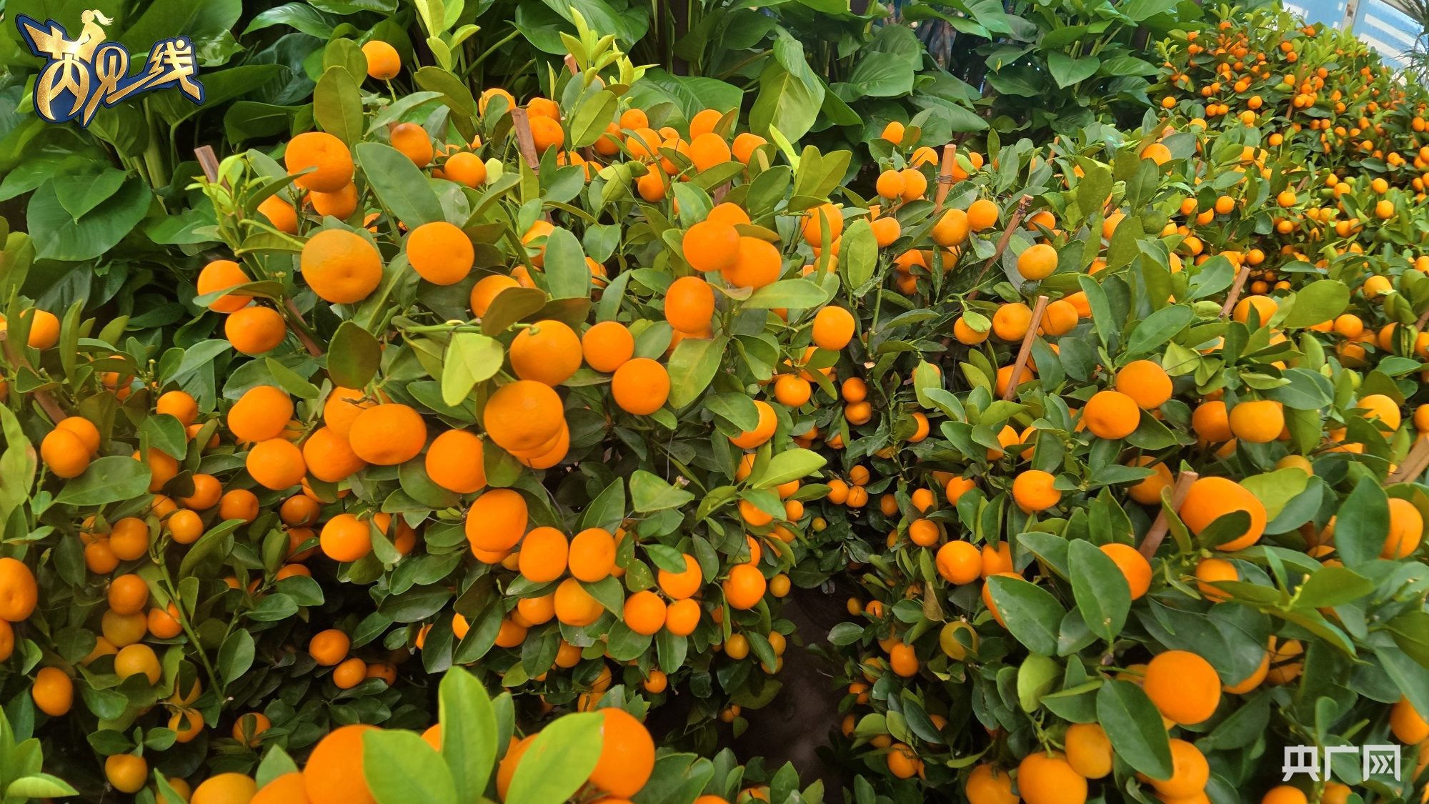 新春走基层丨年宵花市新观察：一束花里看见活力中国(图3)