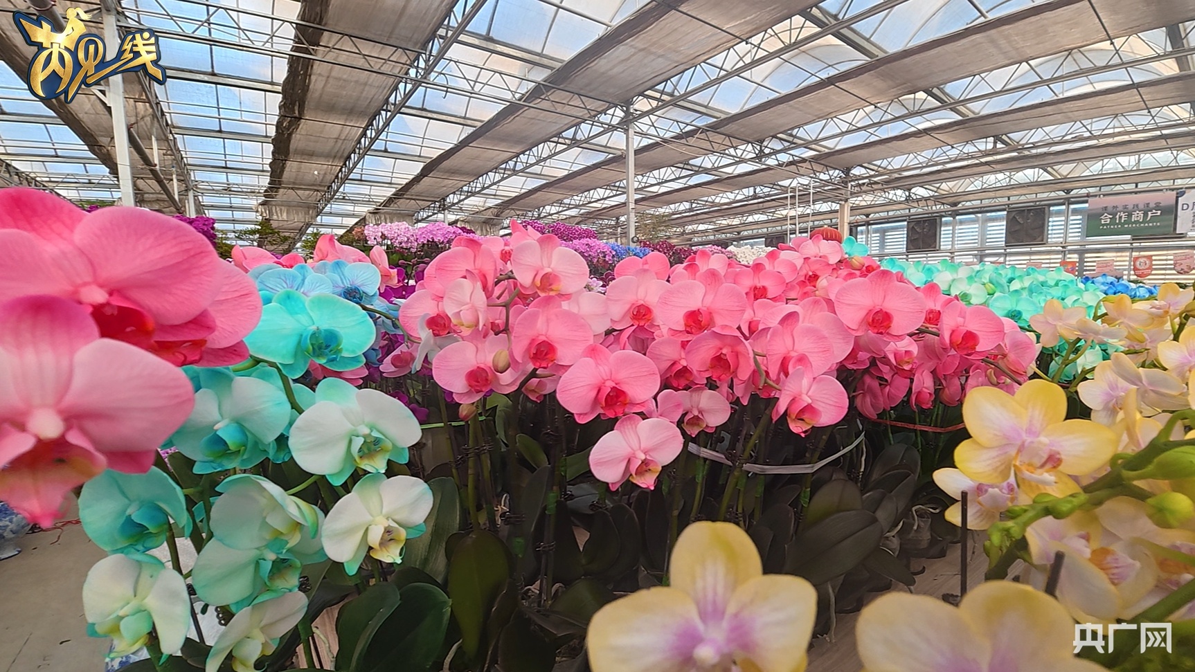 新春走基层丨年宵花市新观察：一束花里看见活力中国(图2)