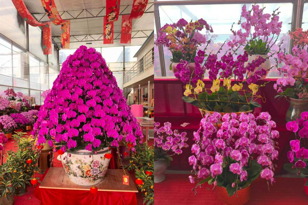 新闻有观点·行业洞察丨佛山里水蝴蝶兰如何点燃“鲜花经济”？(图2)