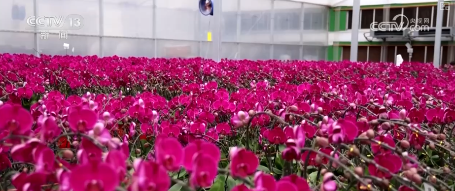 年味浓、消费旺!鲜花、美食、花灯……订单爆满“年经济”新意十足亮点多(图1)