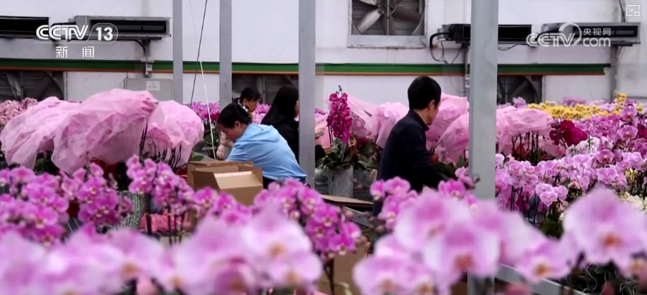 年味浓、消费旺!鲜花、美食、花灯……订单爆满“年经济”新意十足亮点多(图2)
