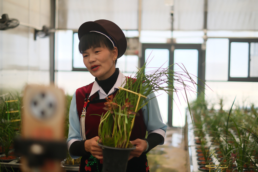新春走基层｜深山“小草草”致富大产业(图1)