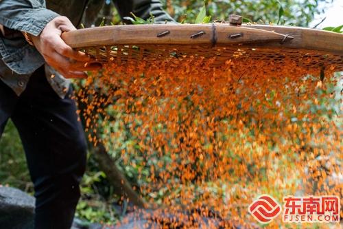 浦城:丹桂馥郁以花入茶(图1)