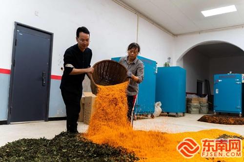 浦城:丹桂馥郁以花入茶(图2)