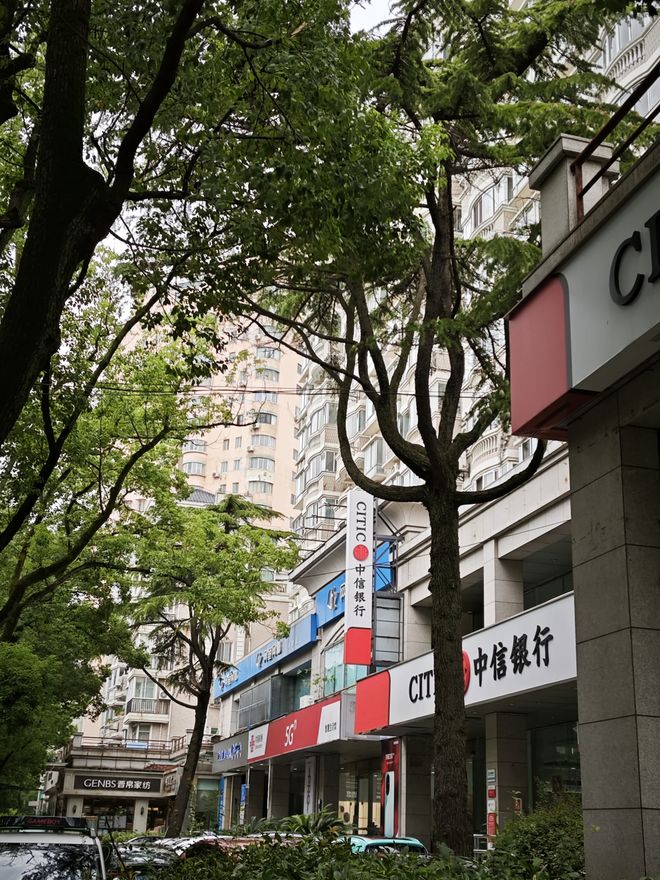 传奇的雪松和古树见证莘庄老镇的变迁丨乃清叙史(图1)