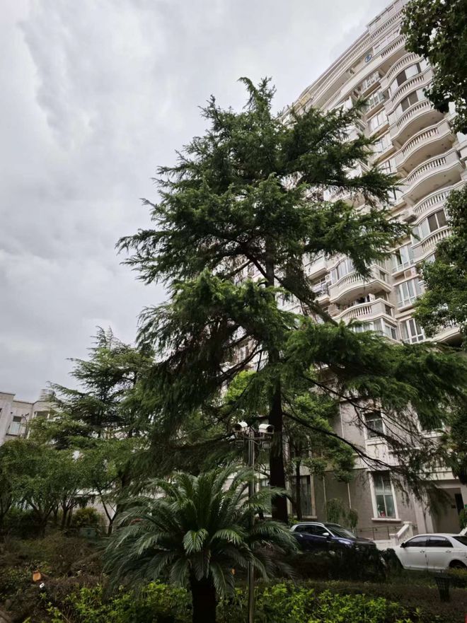 传奇的雪松和古树见证莘庄老镇的变迁丨乃清叙史(图6)