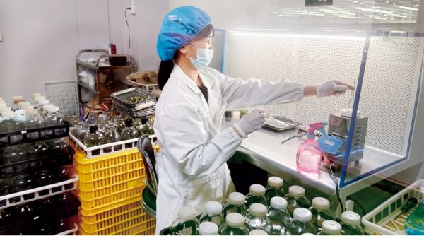 四会市石狗镇二十载深耕兰花产业科技兴农香飘四海(图1)