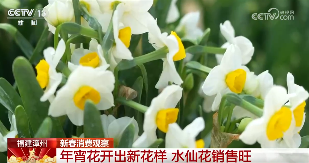 年宵花市场火爆鲜花产业催旺“美丽经济”成为带动乡村振兴“绿色引擎”(图1)