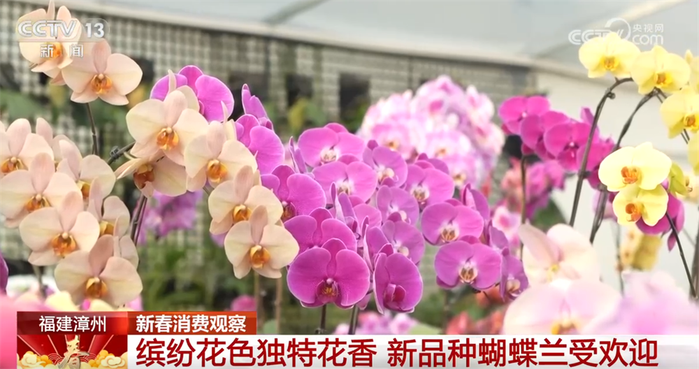 年宵花市场火爆鲜花产业催旺“美丽经济”成为带动乡村振兴“绿色引擎”(图3)