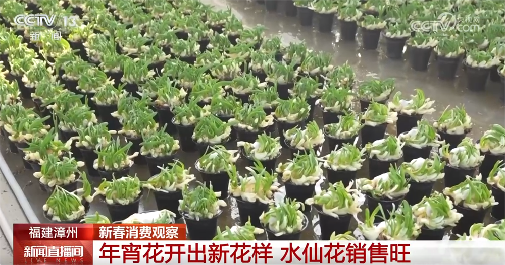 年宵花市场火爆鲜花产业催旺“美丽经济”成为带动乡村振兴“绿色引擎”(图2)