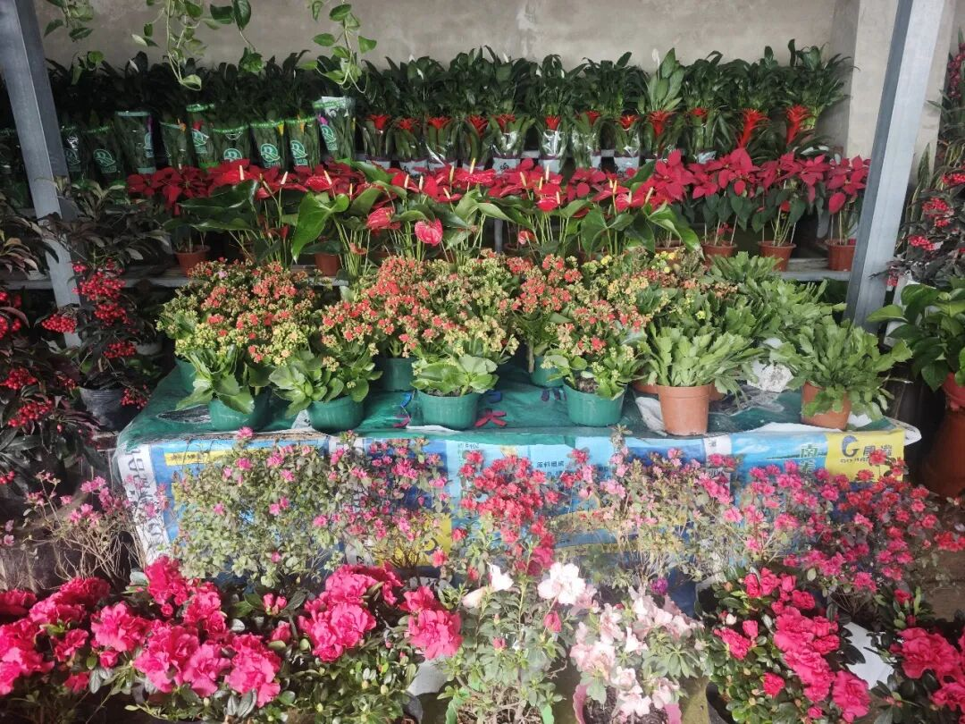 泽普县花卉市场迎来销售旺季鲜花绿植扮靓新春(图1)