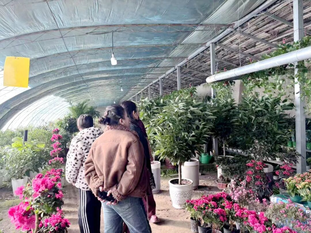 泽普县花卉市场迎来销售旺季鲜花绿植扮靓新春(图3)