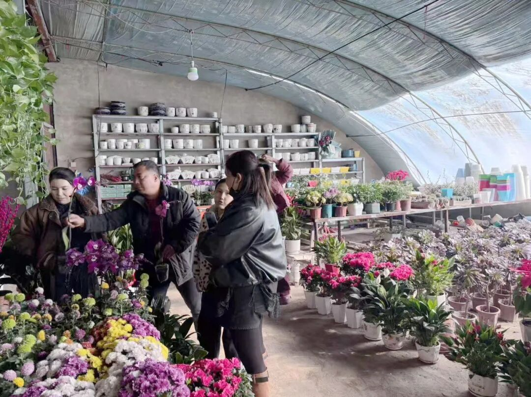 泽普县花卉市场迎来销售旺季鲜花绿植扮靓新春(图4)