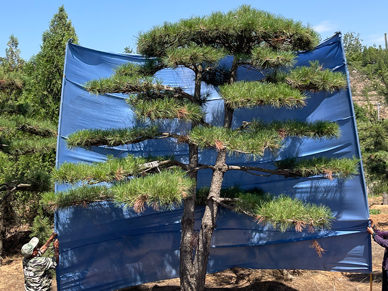 2026年初至今威海造型松销售基地深度测评与推荐(图1)