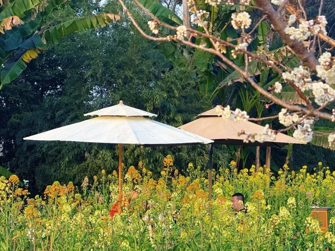 这些爆火的「春日经济」可不只是新“花”样(图3)