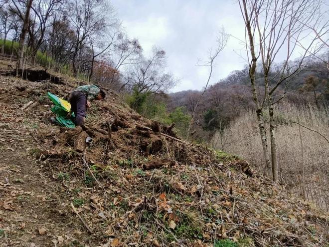 1棵都不行!2024年云南青年租车上山采“倒钩刺”被当场堵获(图3)