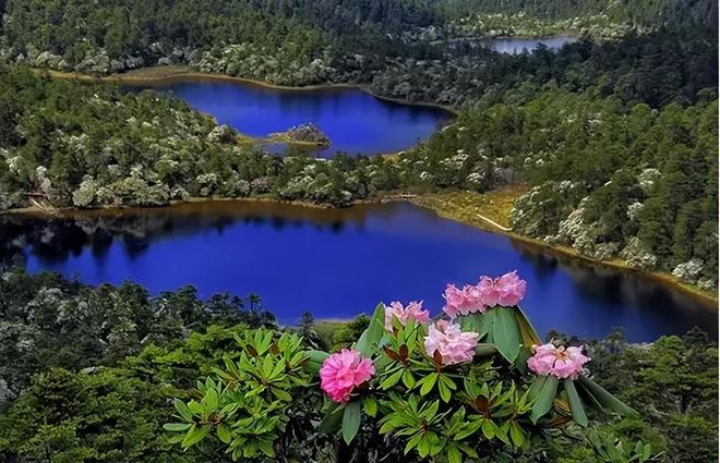 1棵都不行!2024年云南青年租车上山采“倒钩刺”被当场堵获(图1)