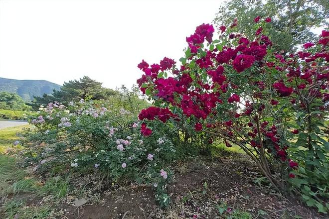 1棵都不行!2024年云南青年租车上山采“倒钩刺”被当场堵获(图5)